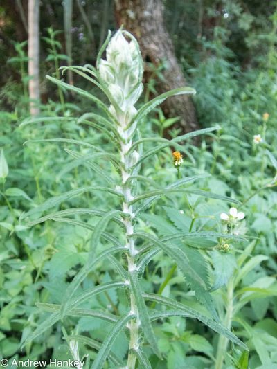 Pseudognaphalium oligandrum, photographed by Andrew Hankey