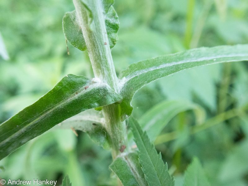 Pseudognaphalium oligandrum, photographed by Andrew Hankey