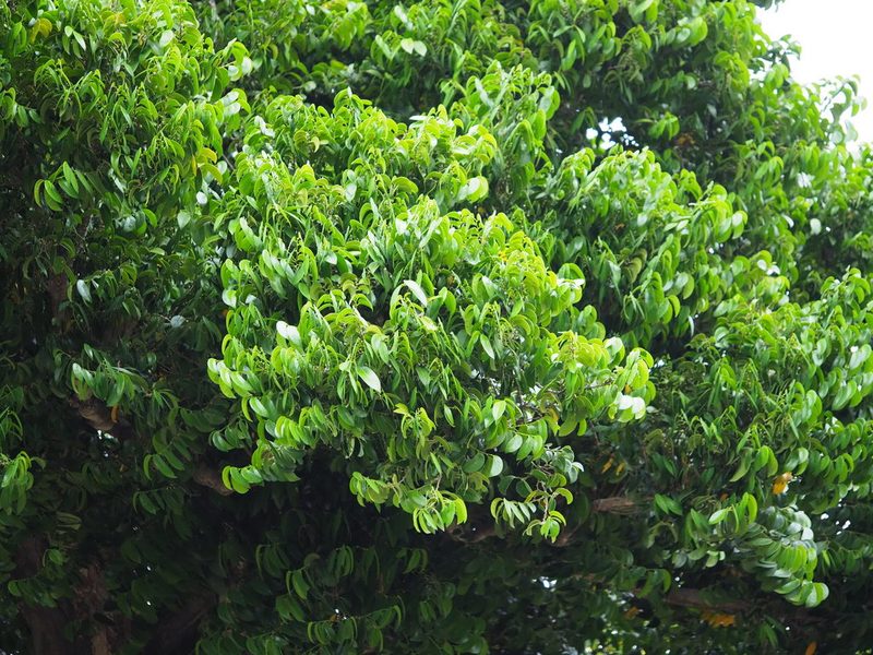 Drypetes littoralis, photographed by 葉子