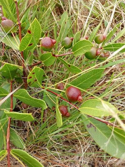 Psidium salutare, photographed by Agustina Medina