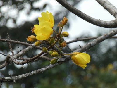 Cochlospermum vitifolium, photographed by Kai Squires