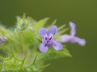 Mesosphaerum suaveolens, photographed by 葉子
