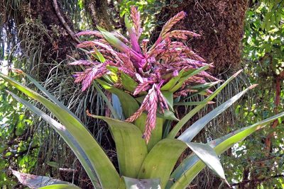 Tillandsia australis, photographed by Hugo Hulsberg