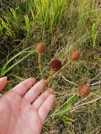 Eryngium sanguisorba, photographed by Agustina Medina