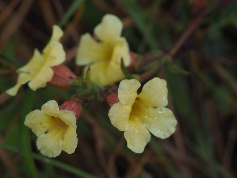 Centranthera cochinchinensis, photographed by 葉子