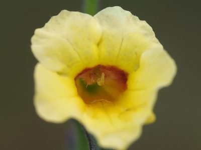 Centranthera cochinchinensis, photographed by 葉子