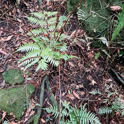 Gymnosphaera podophylla, photographed by 胡正恆(Jackson Hu)