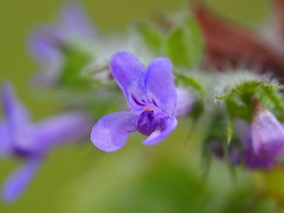 Mesosphaerum suaveolens, photographed by 葉子