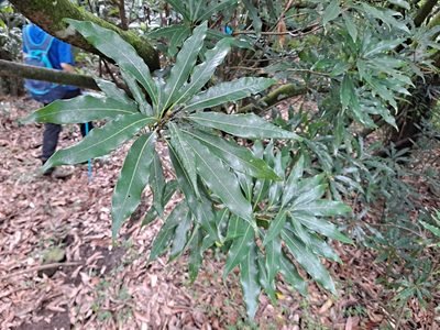 Litsea fluminensis, photographed by 胡正恆(Jackson Hu)