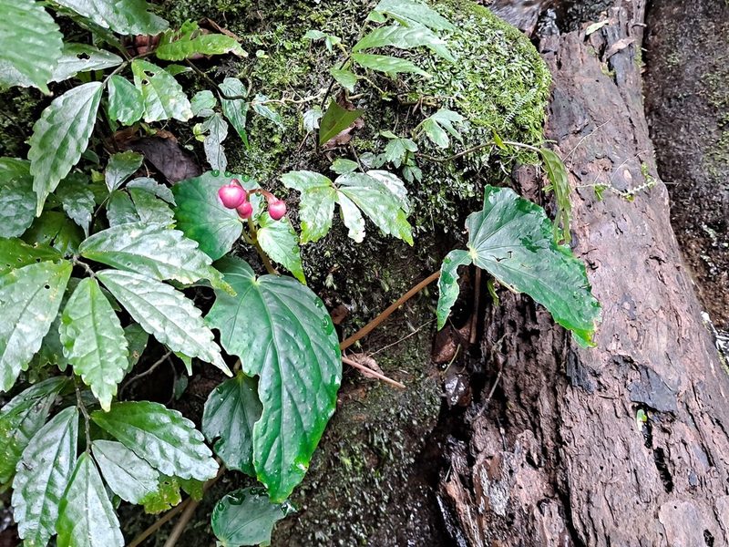 Begonia formosana, photographed by 胡正恆(Jackson Hu)