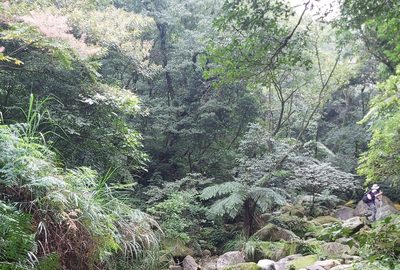 Aralia decaisneana, photographed by 胡正恆(Jackson Hu)