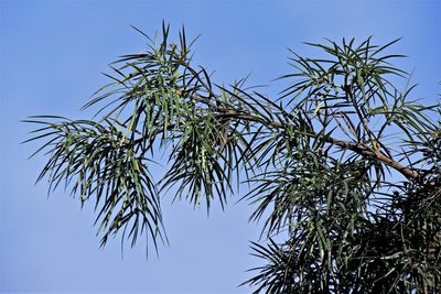 Podocarpus parlatorei, photographed by Hugo Hulsberg