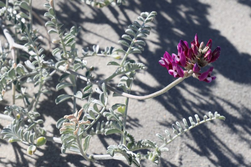 Astragalus magdalenae, photographed by patrickc