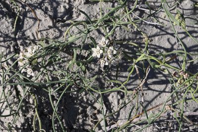 Funastrum arenarium, photographed by patrickc