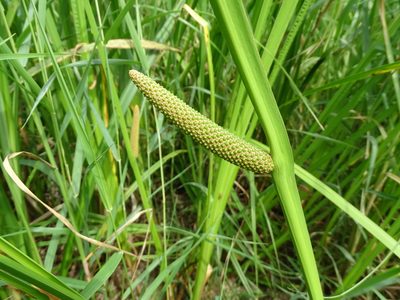 Acorus calamus, photographed by Grzegorz Grzejszczak