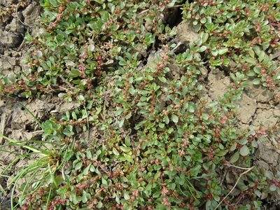 Lythrum portula, photographed by Grzegorz Grzejszczak