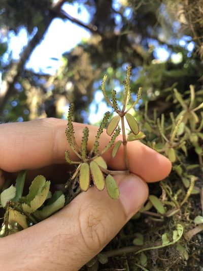 Peperomia galapagensis, photographed by Skjold Søndergaard