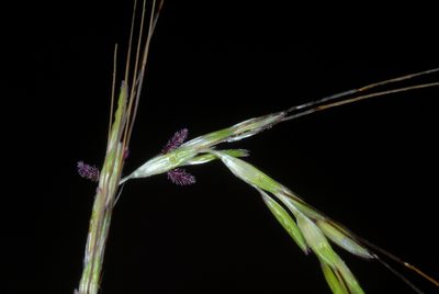 Bothriochloa pertusa, photographed by Douglas Goldman