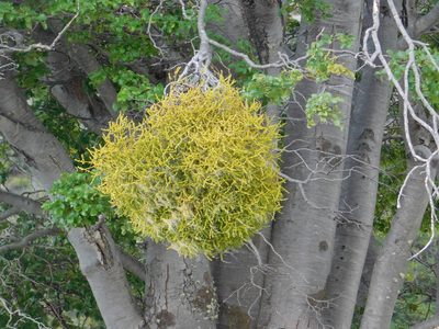 Misodendrum punctulatum, photographed by Pablo Bombín