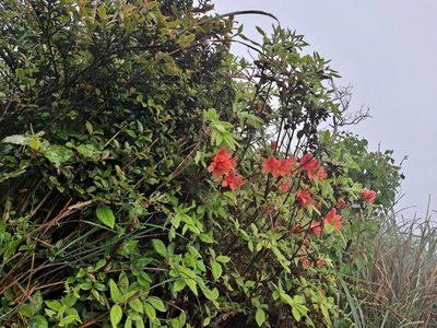 Rhododendron oldhamii, photographed by 胡正恆(Jackson Hu)