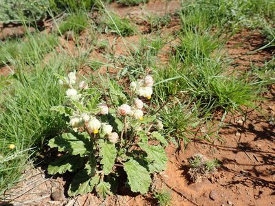 Hermannia comosa, photographed by Mahomed Desai