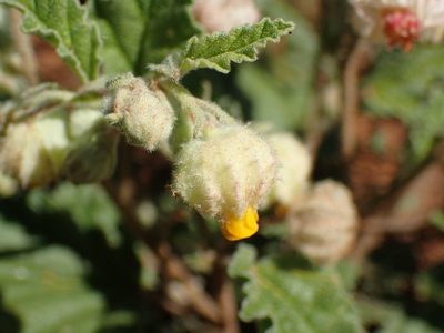 Hermannia comosa, photographed by Mahomed Desai