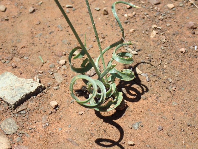 Dipcadi crispum, photographed by Mahomed Desai
