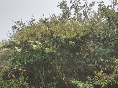 Viburnum luzonicum, photographed by 胡正恆(Jackson Hu)