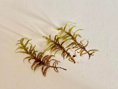 Entodon concinnus, photographed by Eva-Maria
