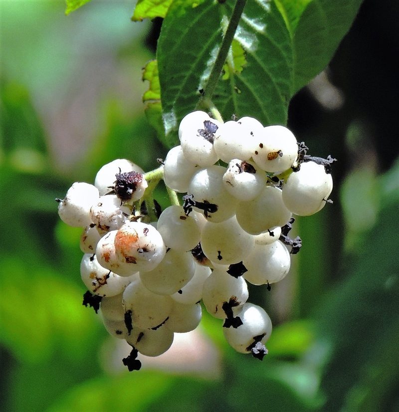 Heliotropium lilloi, photographed by Hugo Hulsberg
