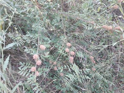Glycyrrhiza echinata, photographed by Andrew Bazdyrev