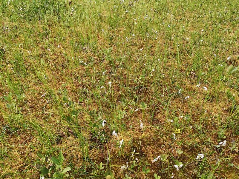 Eriophorum gracile, photographed by Anastasia Titovets