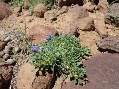 Aptosimum indivisum, photographed by Mahomed Desai