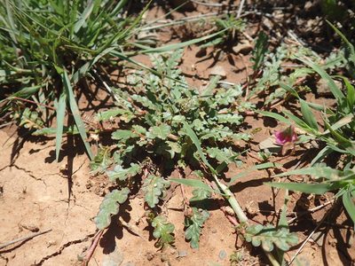 Hermannia coccocarpa, photographed by Mahomed Desai