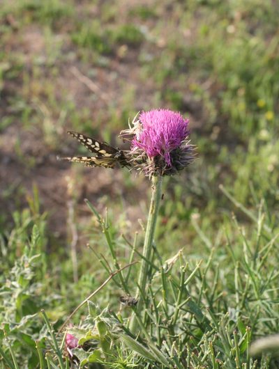 Carduus maroccanus, photographed by Oleg Kosterin