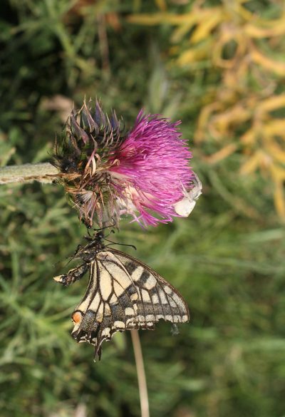 Carduus maroccanus, photographed by Oleg Kosterin