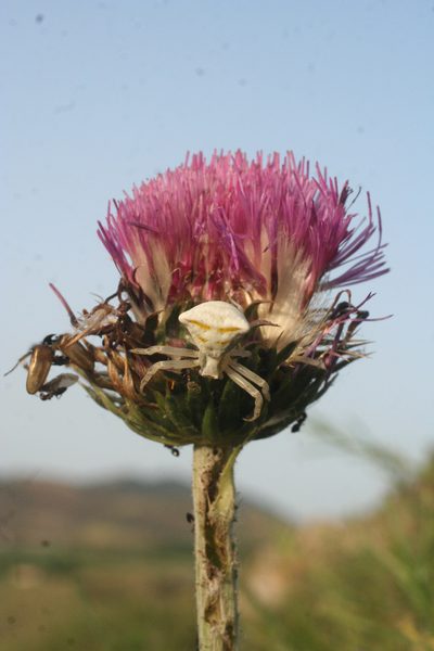 Carduus maroccanus, photographed by Oleg Kosterin