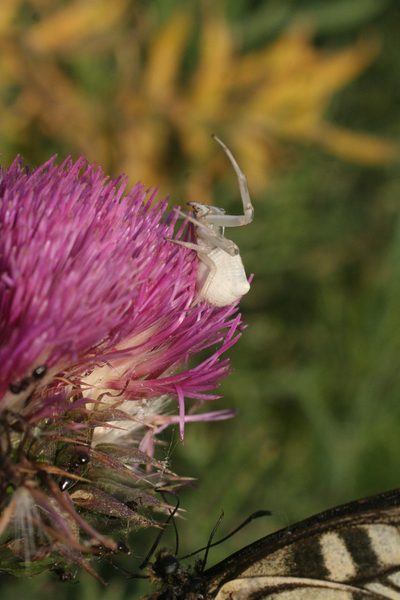 Carduus maroccanus, photographed by Oleg Kosterin