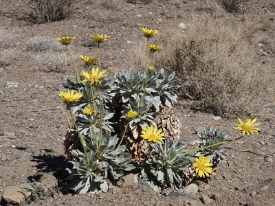 Enceliopsis covillei, photographed by Robert Webster