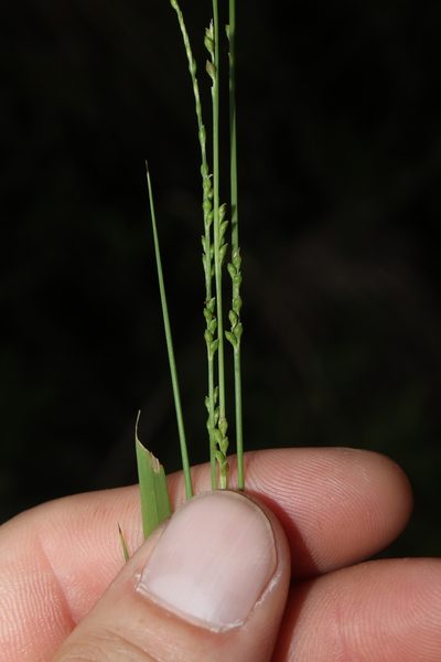 Setaria chapmanii, photographed by Scott Ward
