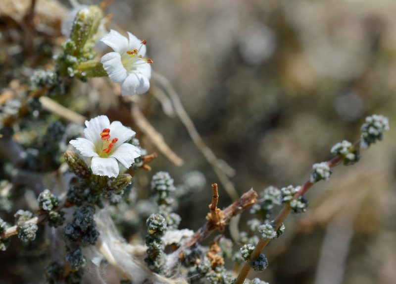 Frankenia patagonica, photographed by E Santos Ortega