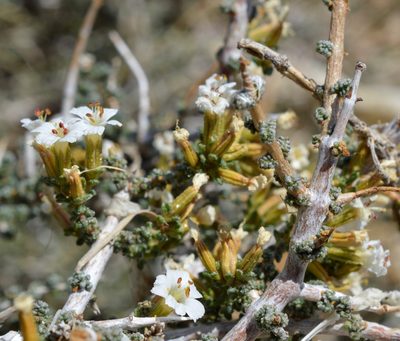 Frankenia patagonica, photographed by E Santos Ortega