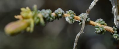 Frankenia patagonica, photographed by E Santos Ortega