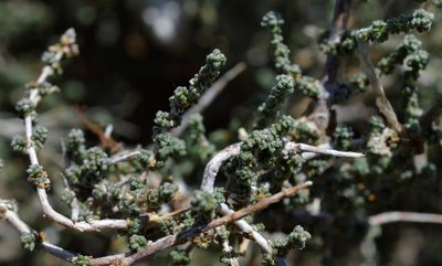 Frankenia patagonica, photographed by E Santos Ortega