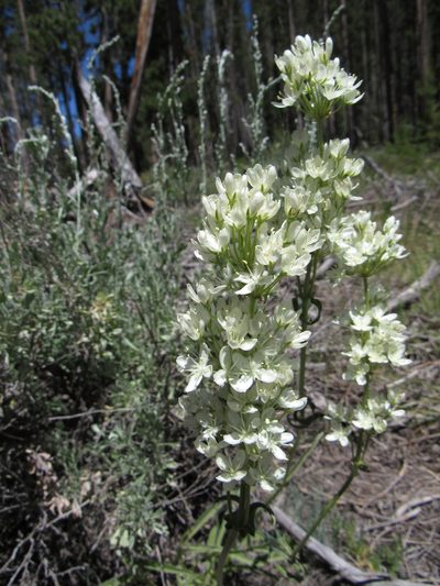 Frasera montana, photographed by Wendy McCrady