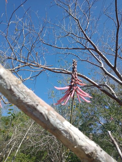 Erythrina standleyana, photographed by Juan Cruzado Cortés