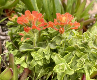Castilleja latifolia, photographed by Irene