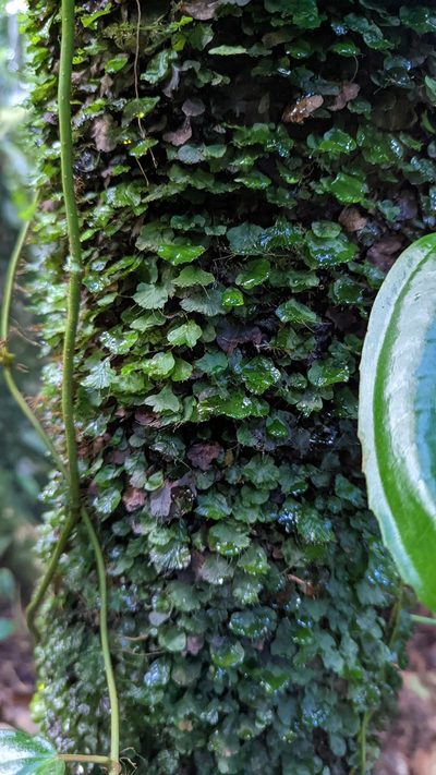 Didymoglossum godmanii, photographed by Trevor Van Loon