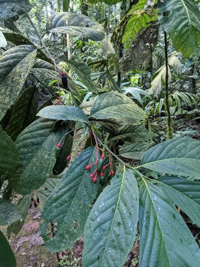 Ocotea atirrensis, photographed by Trevor Van Loon