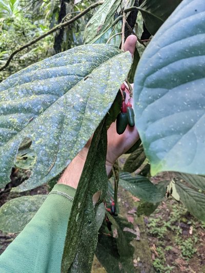 Ocotea atirrensis, photographed by Trevor Van Loon